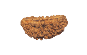 1 Mukhi Rudraksha