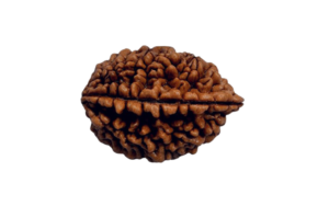 2 Mukhi Rudraksha 