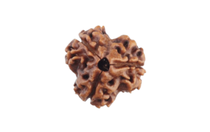 3 Mukhi Rudraksha

