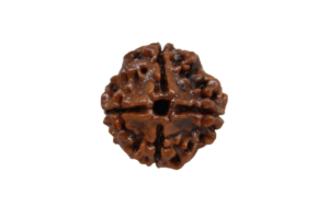 4 Mukhi Rudraksha

