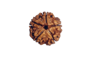 5 Mukhi Rudraksha

